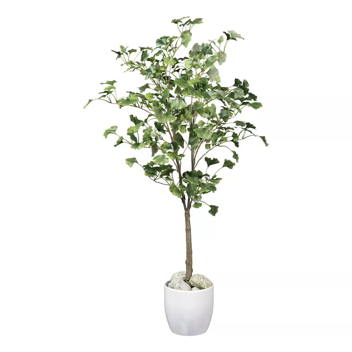 Flourify Ginkgoboom (notenboom)