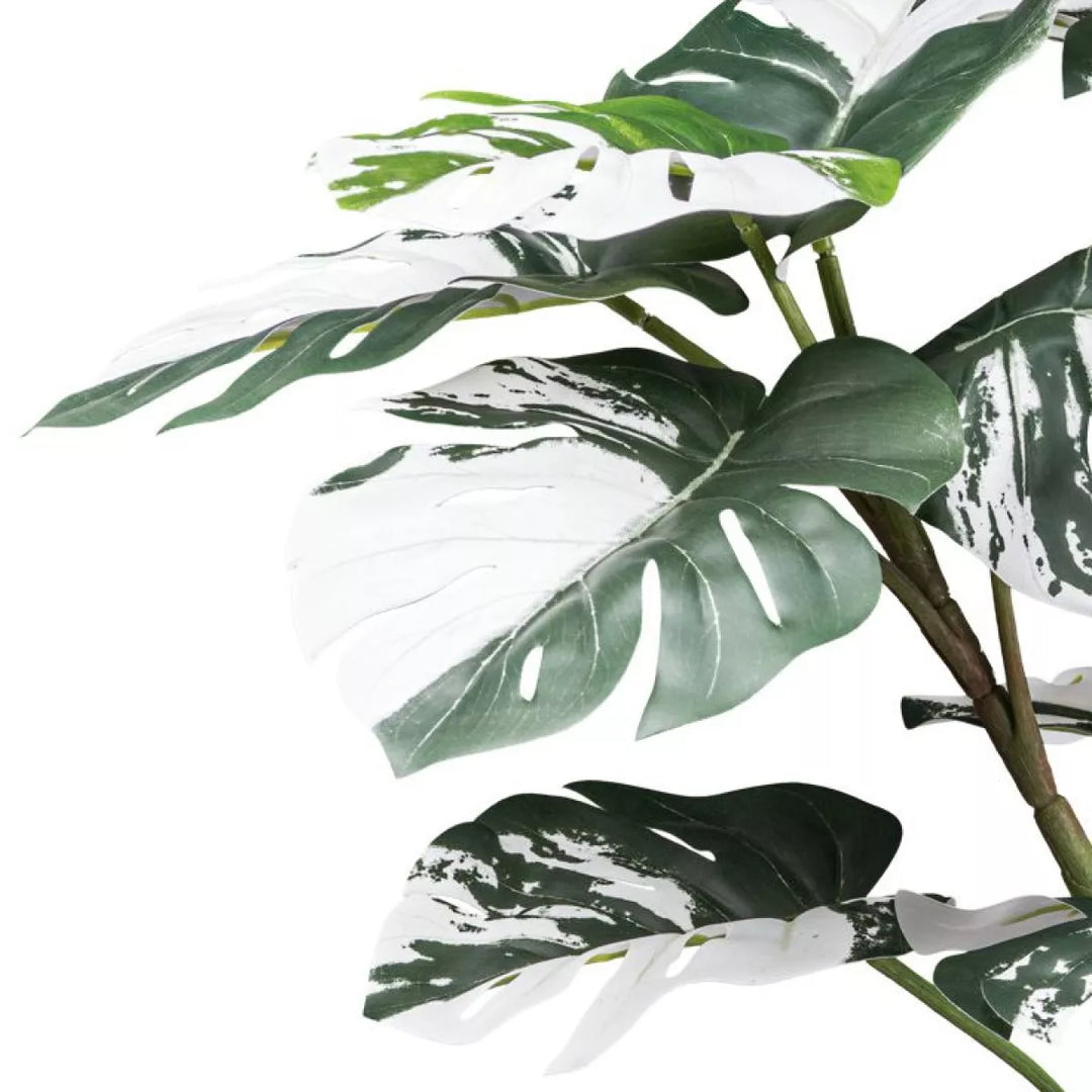 Flourify Monstera Deliciosa Variegata