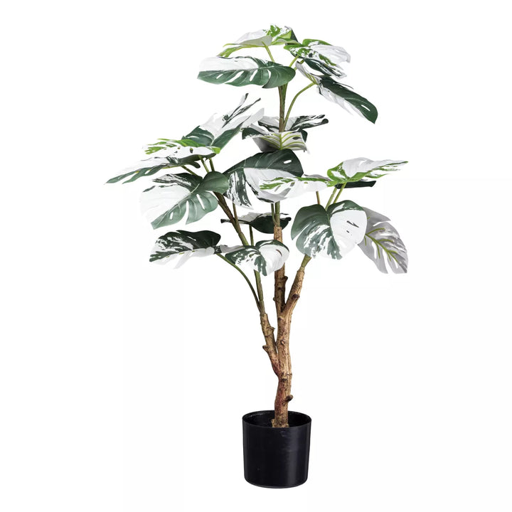 Flourify Monstera Deliciosa Variegata