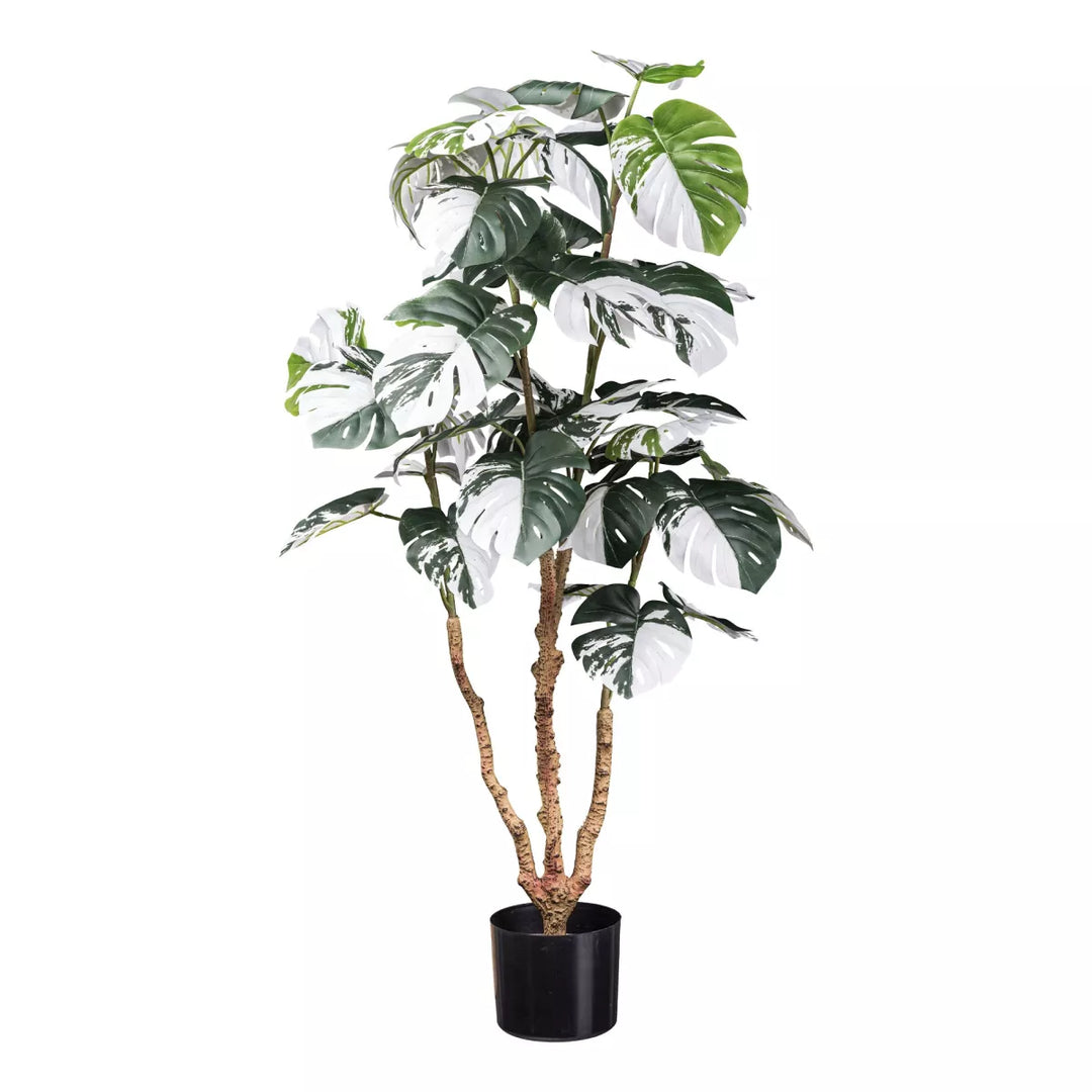Flourify Monstera Deliciosa Variegata