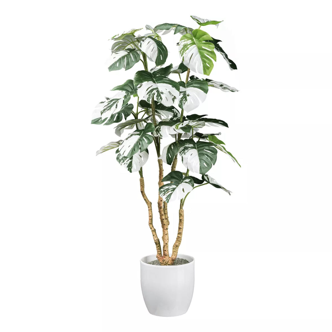 Flourify Monstera Deliciosa Variegata
