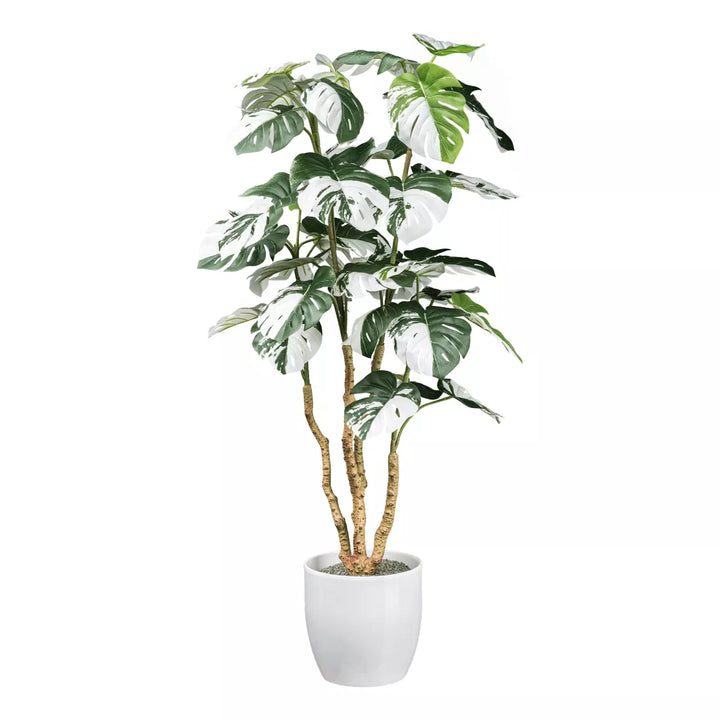 Flourify Monstera Deliciosa Variegata