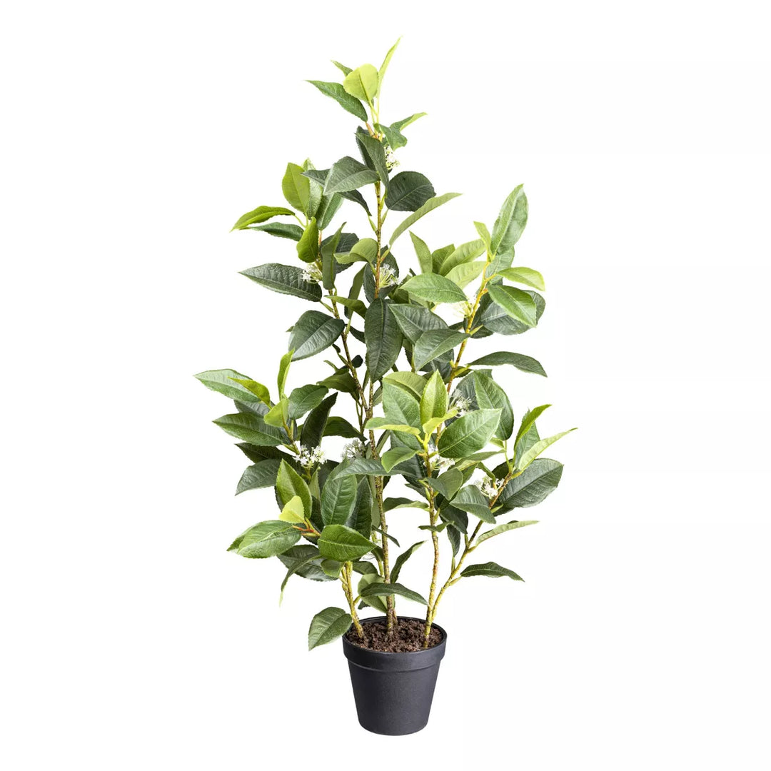 Flourify Osmanthus