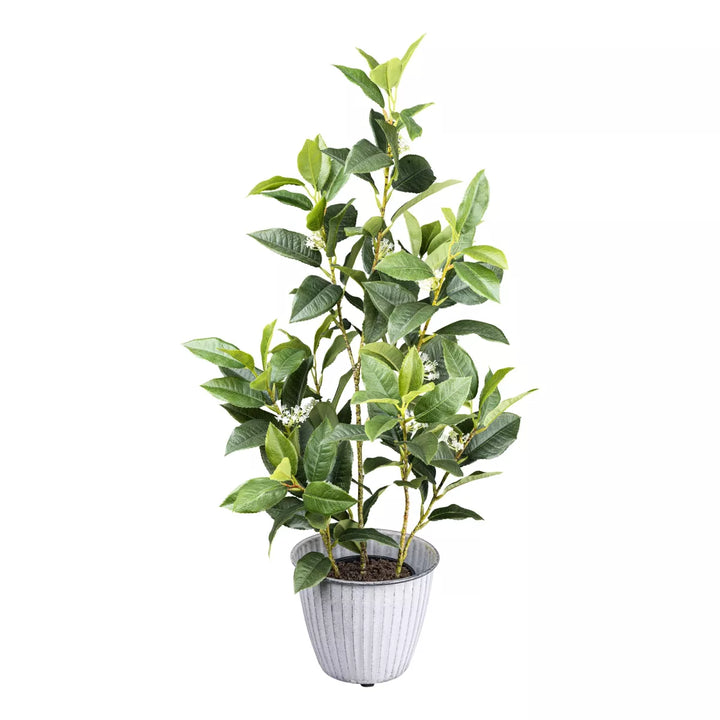 Flourify Osmanthus
