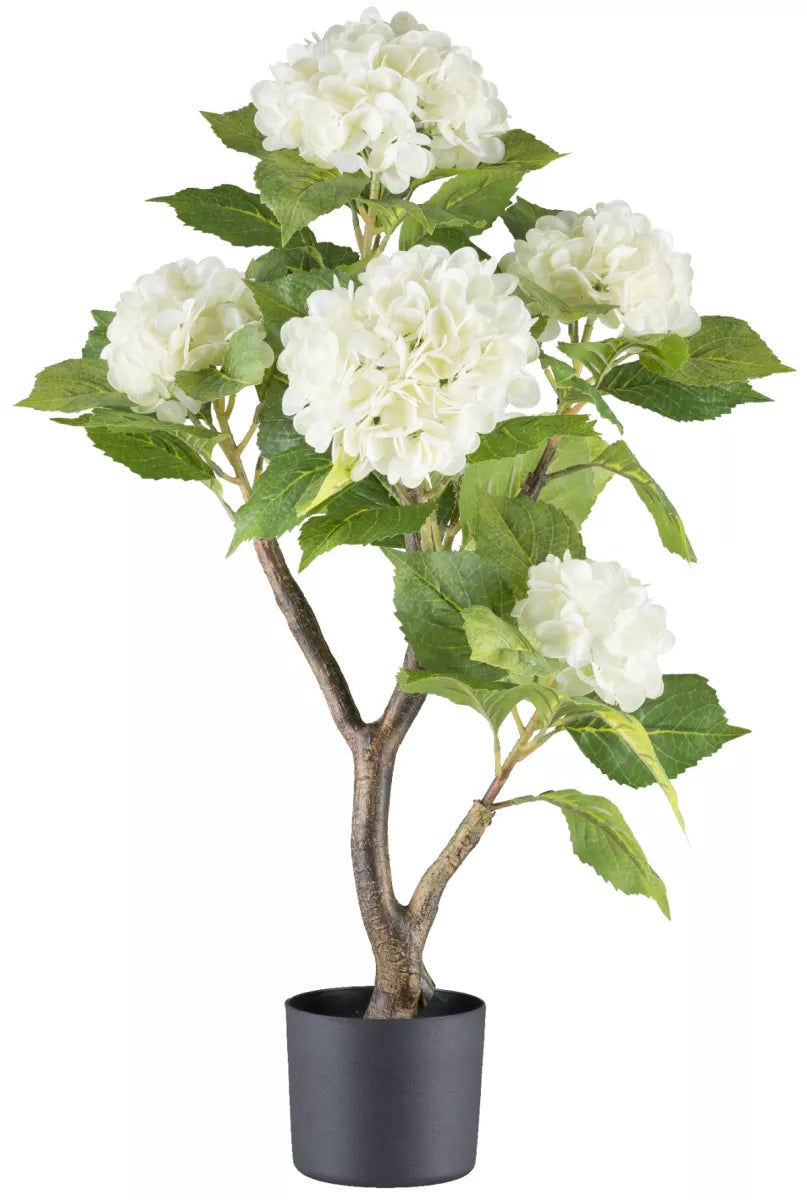 Flourify Hortensia struik