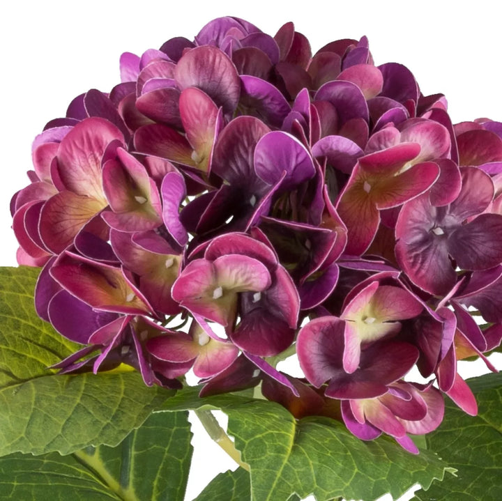 Flourify Hortensia struik