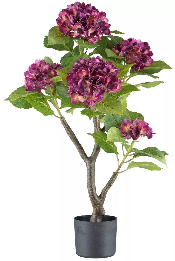 Flourify Hortensia struik