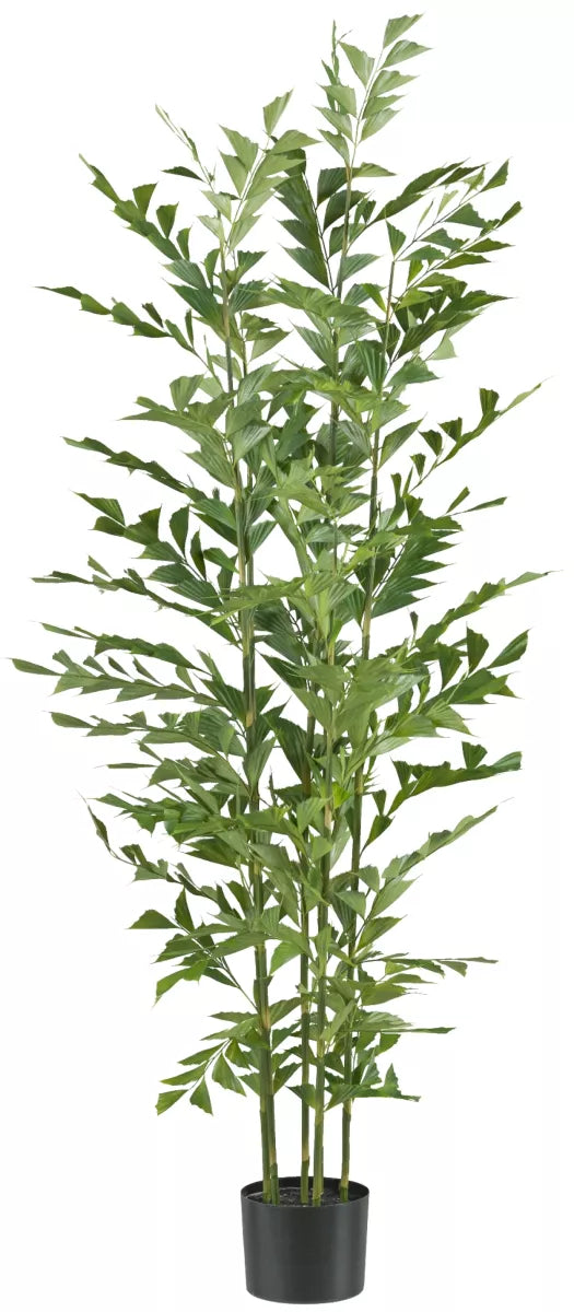 Flourify Caryota mitis palm (vinnetjespalm)
