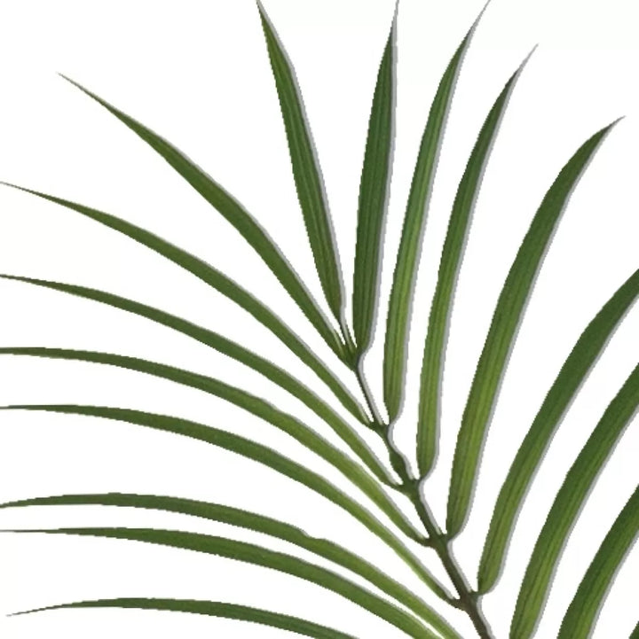 Flourify Phoenix palm (dadelpalm)