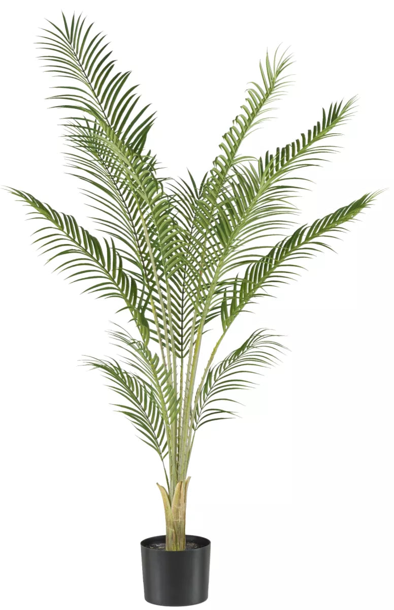 Flourify Phoenix palm (dadelpalm)