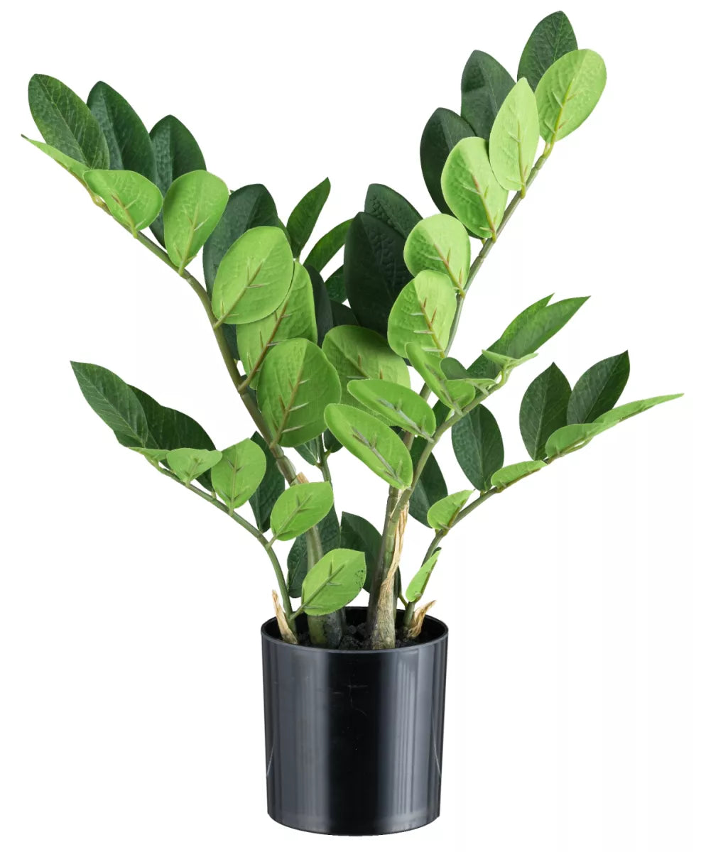 Flourify Zamioculcas (kamerpalm)
