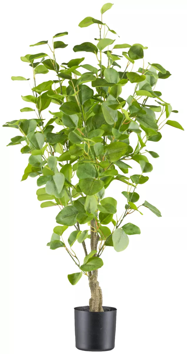 Flourify Eucalyptus