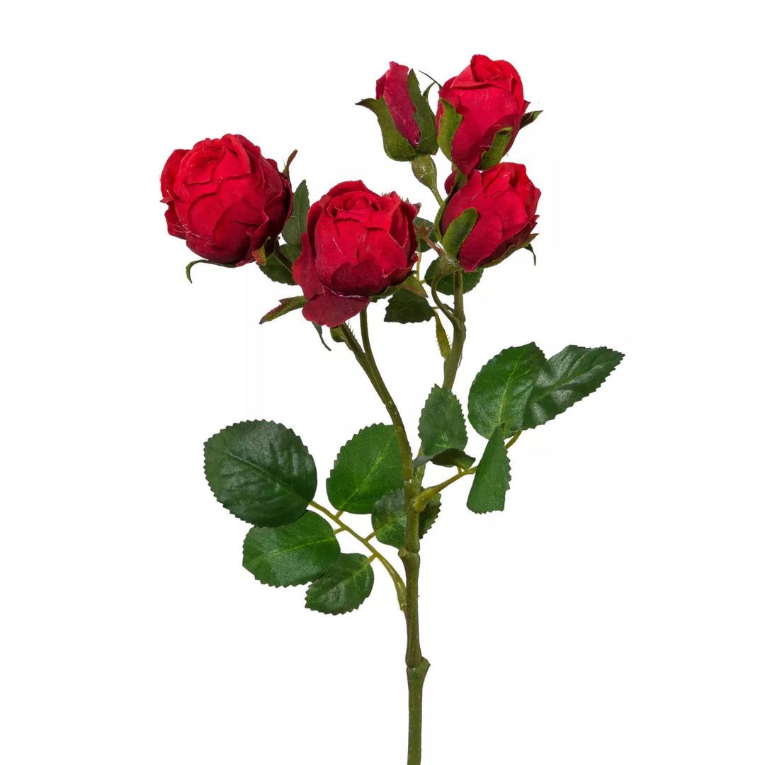 Flourify Polyantha roos