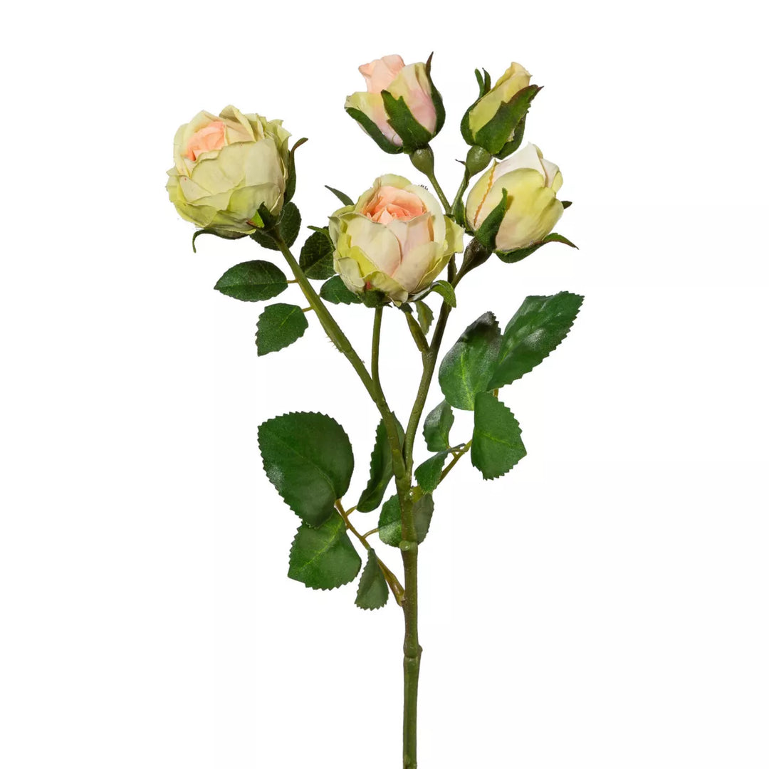 Flourify Polyantha roos