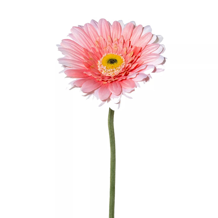 Flourify Gerbera