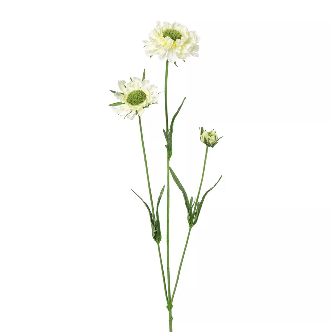 Flourify Scabiosa 