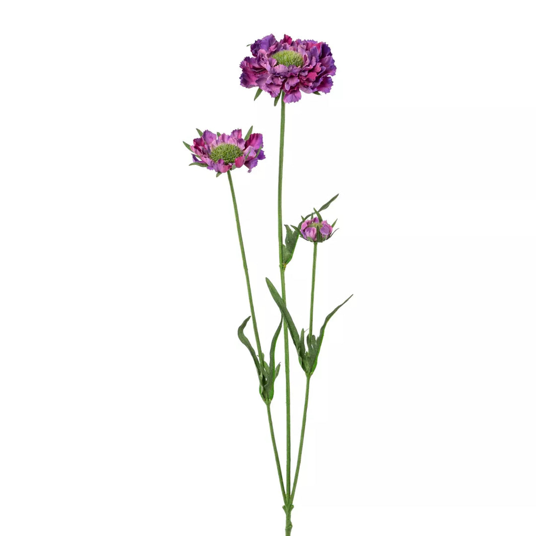 Flourify Scabiosa 