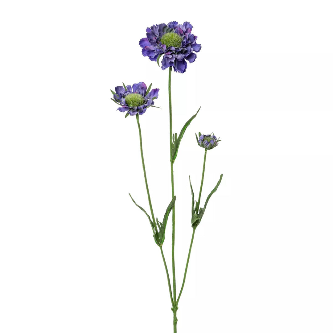 Flourify Scabiosa 