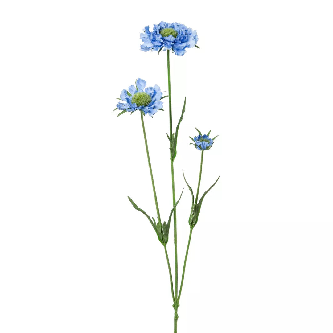 Flourify Scabiosa 