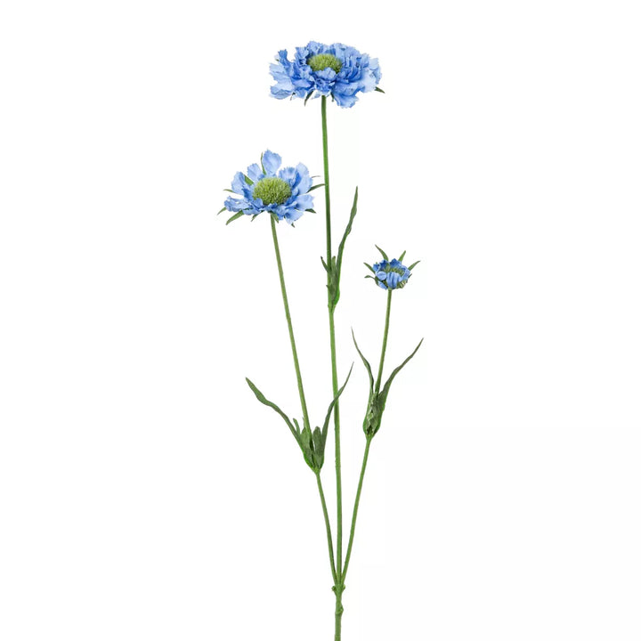 Flourify Scabiosa 