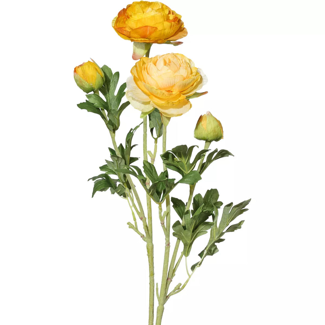 Flourify Ranunkel (boterbloem)