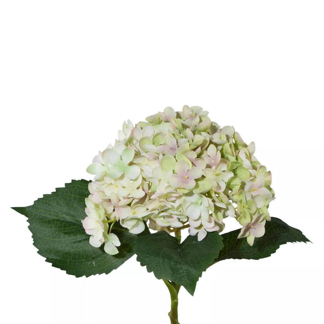Flourify Hortensia