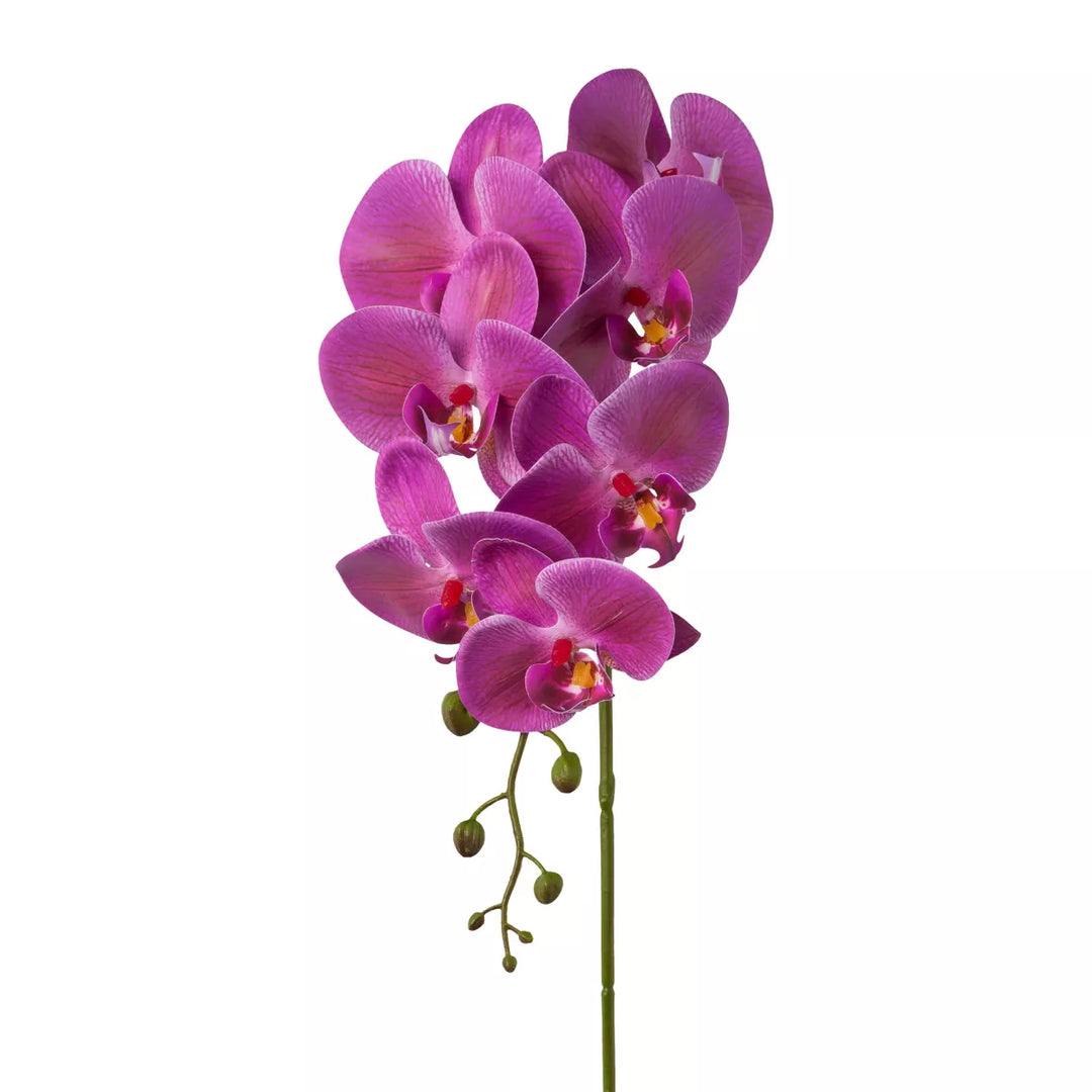Flourify Orchidee (Phalaenopsis)
