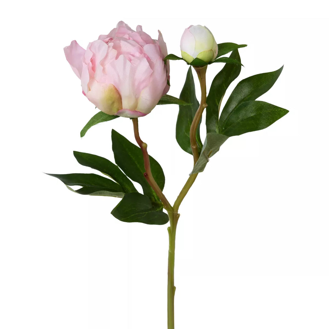 Flourify Pioenroos
