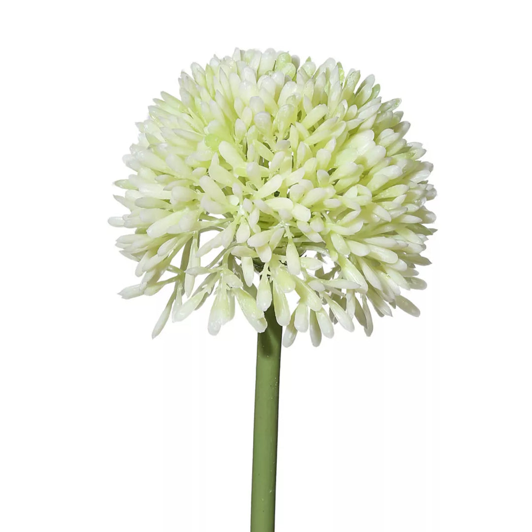 Flourify Allium (sierui)