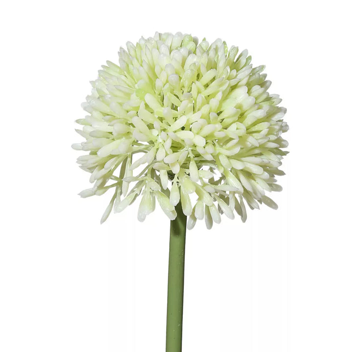Flourify Allium (sierui)