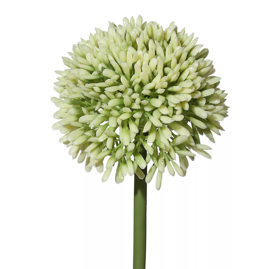 Flourify Allium (sierui)