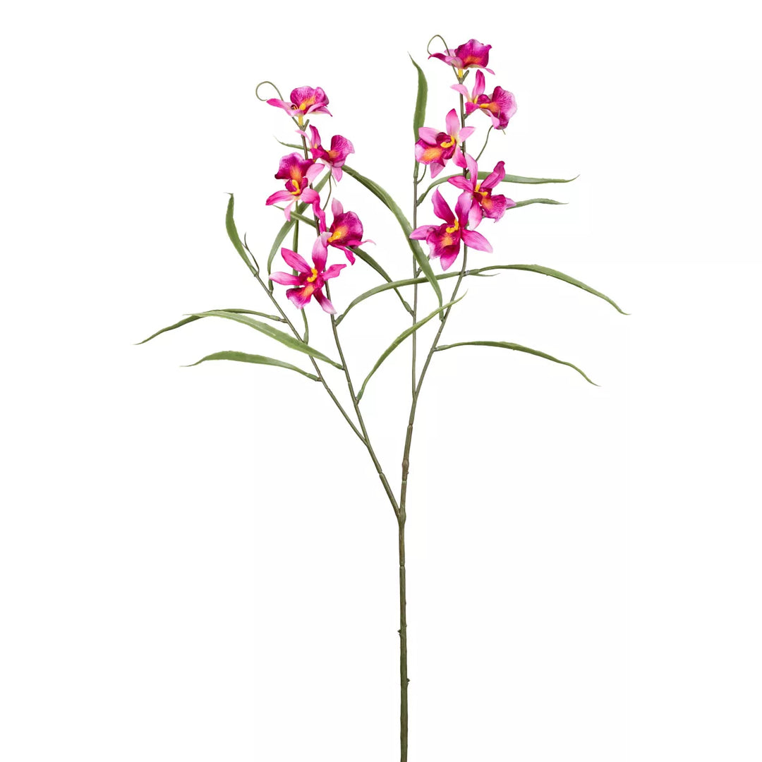 Flourify Orchidee
