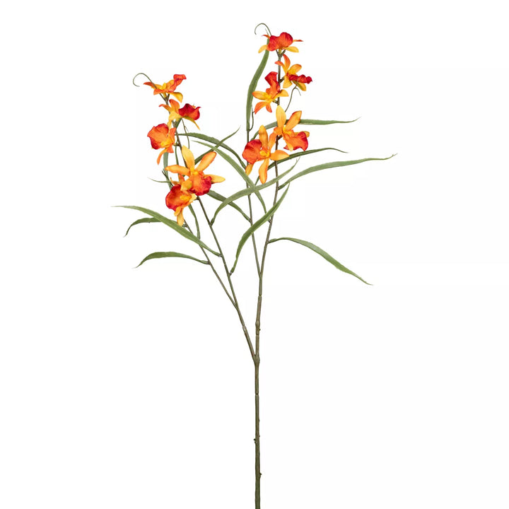 Flourify Orchidee