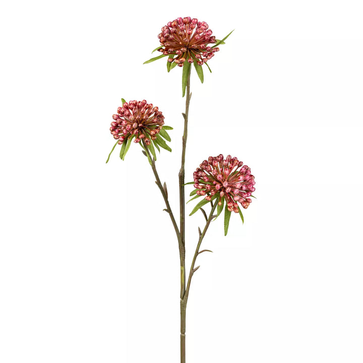 Flourify Allium (sierui)