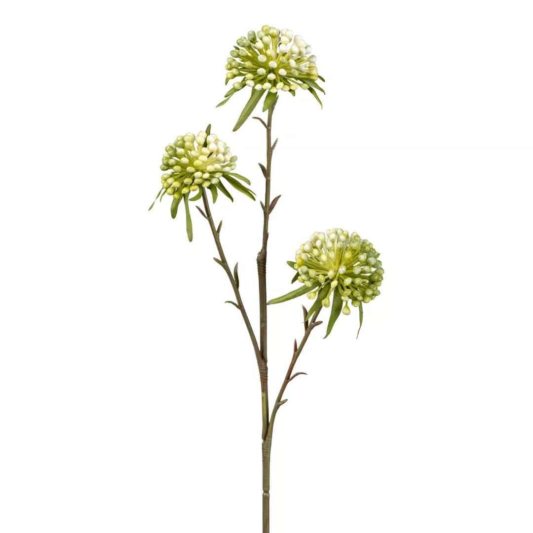 Flourify Allium (sierui)