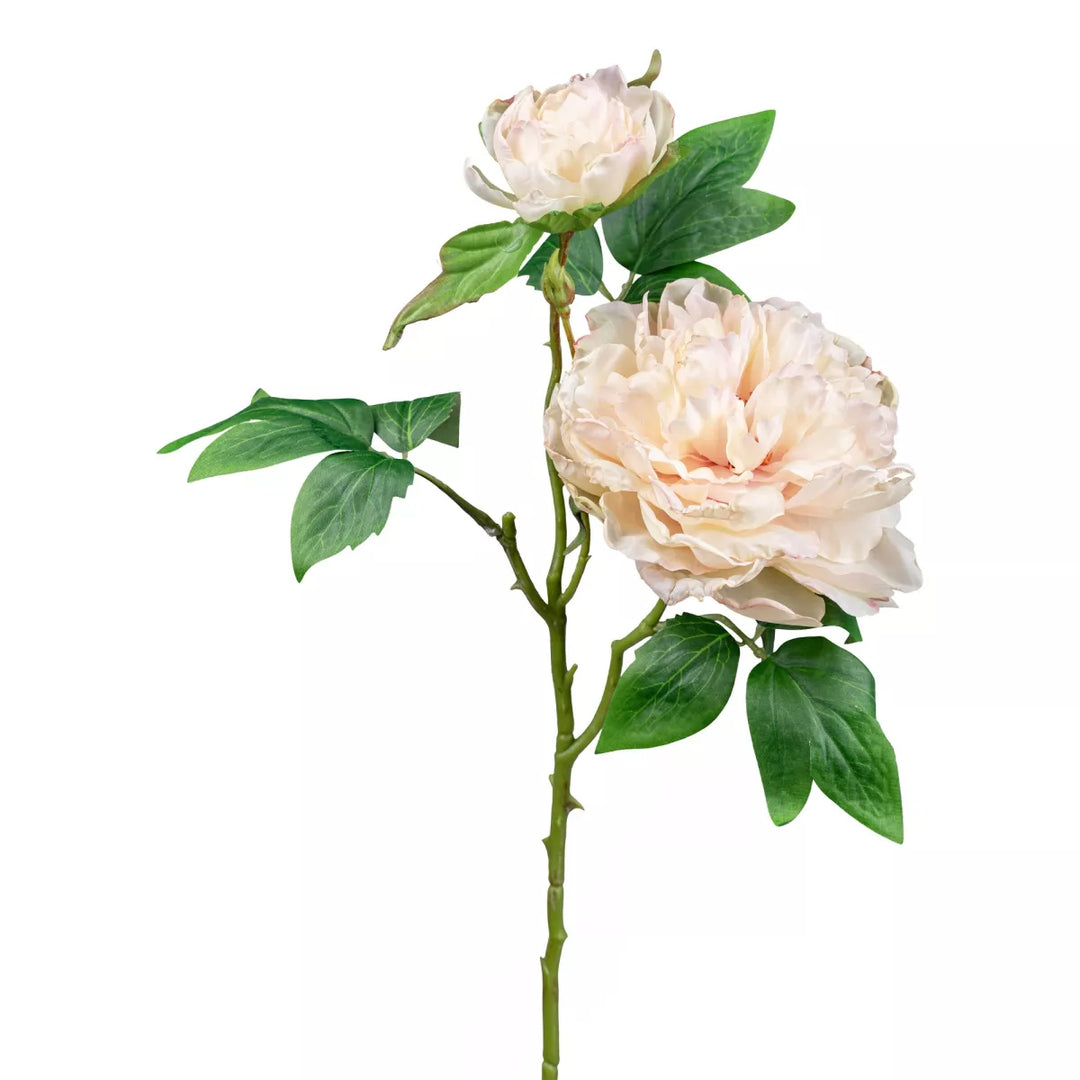 Flourify Pioenroos