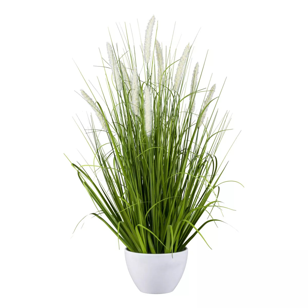 Flourify Pennisetum grasstruik (lampenpoetsergras)