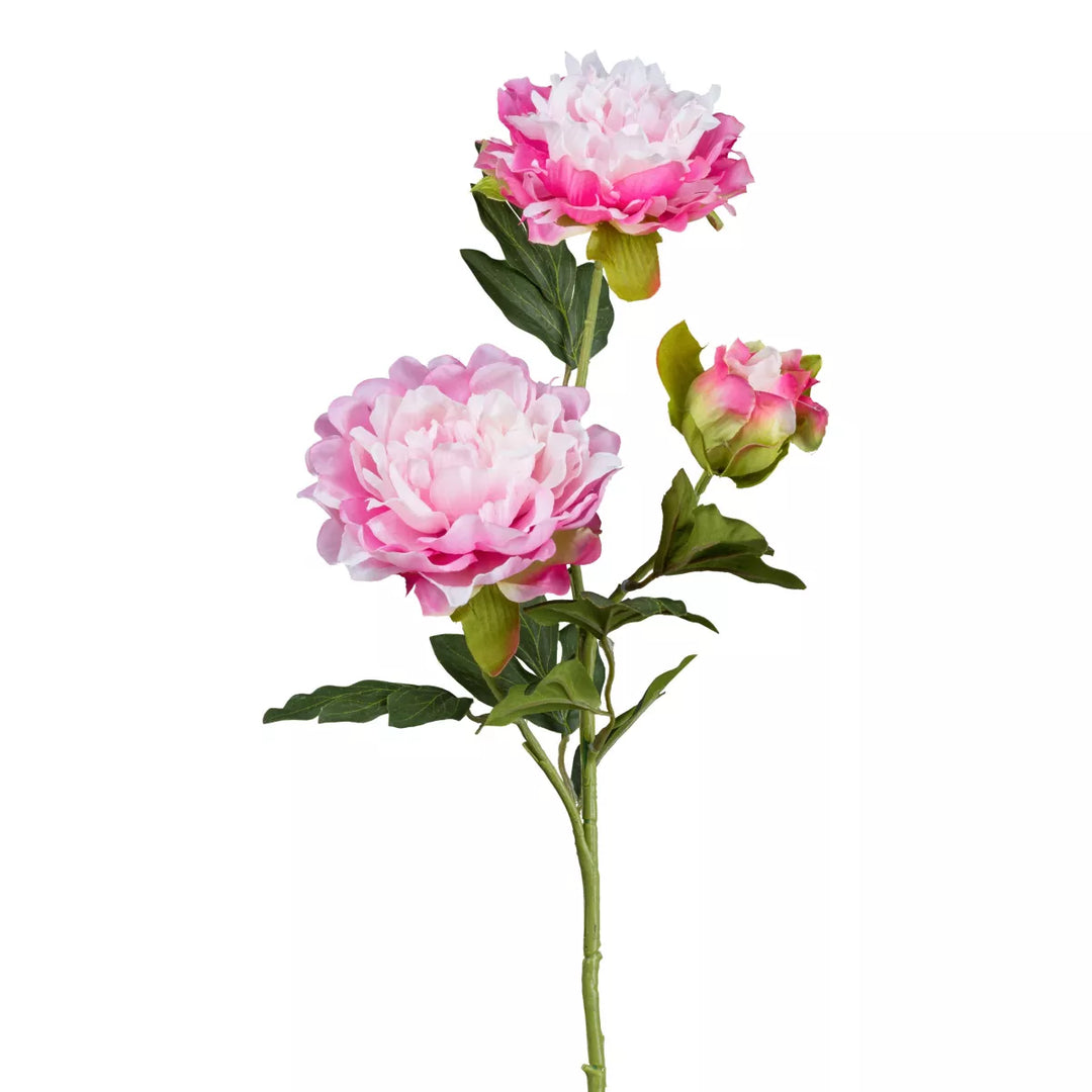 Flourify Pioenroos