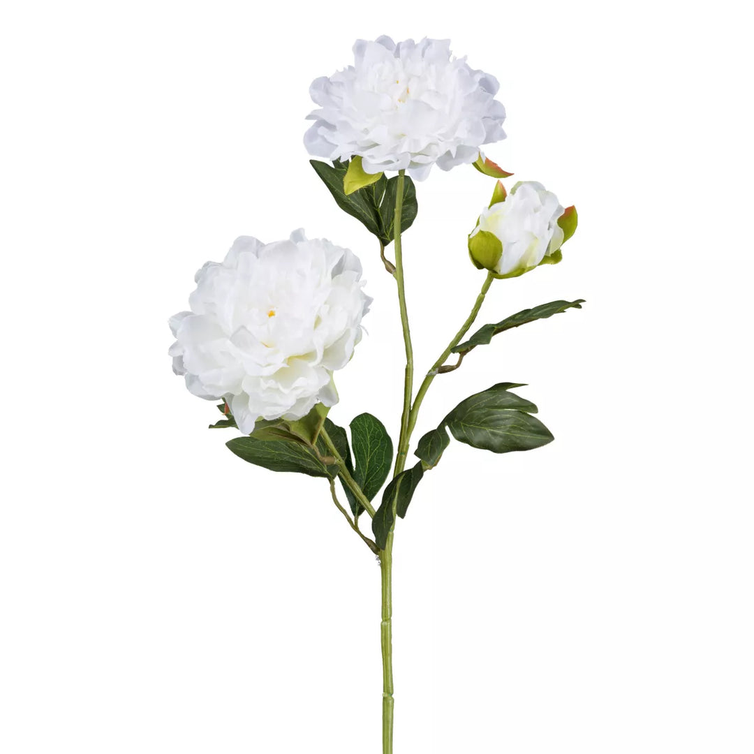 Flourify Pioenroos