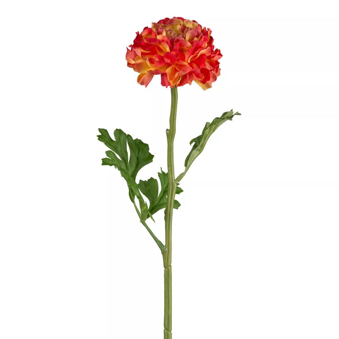 Flourify Ranunculus (Ranonkel/boterbloem)