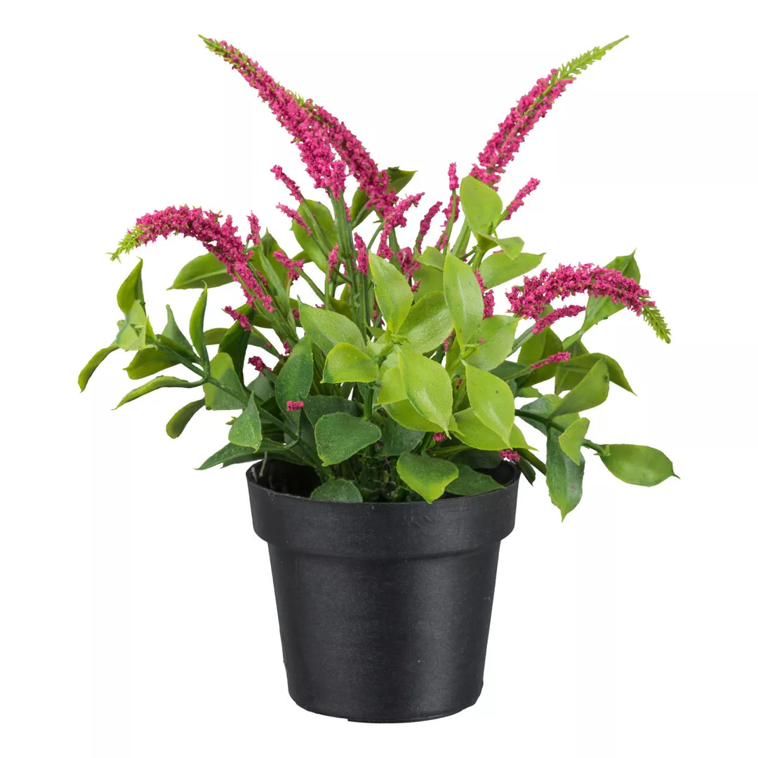 Flourify Veronica (duifkruid) 