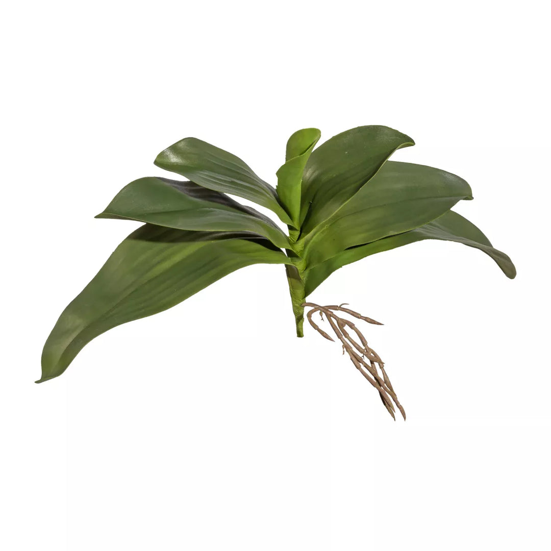 Flourify Orchidee blad