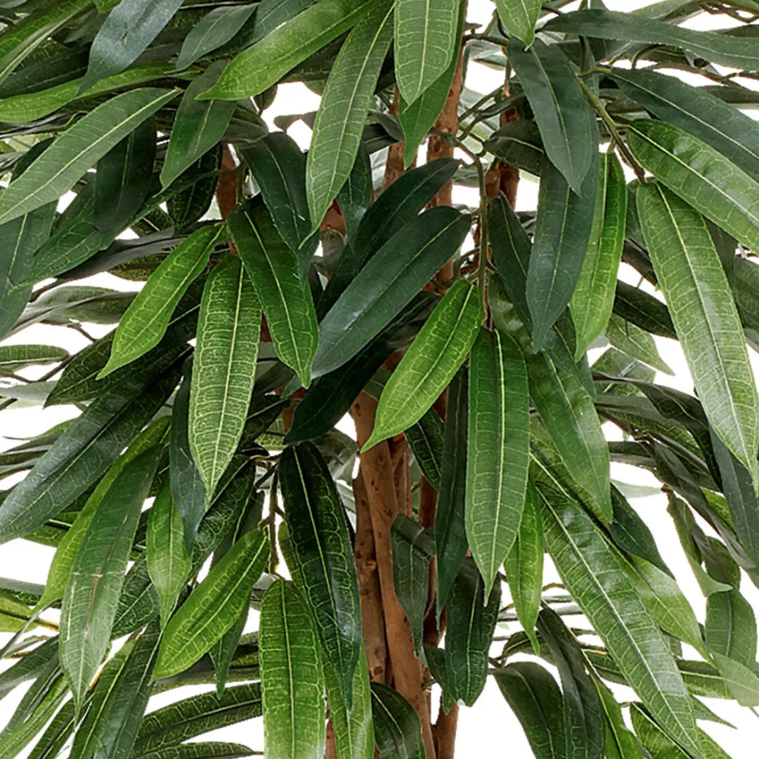 Flourify Ficus
