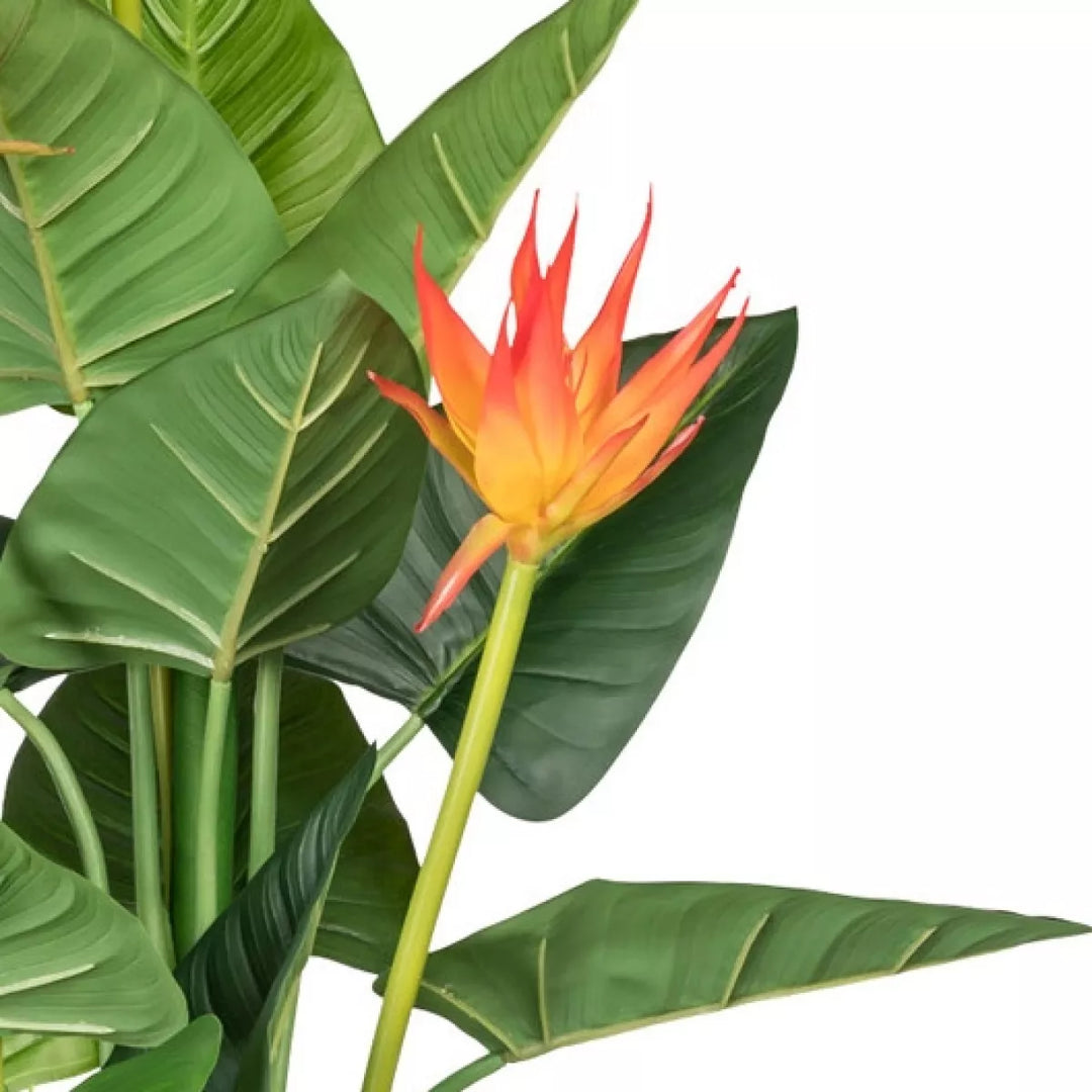 Flourify Guzmania