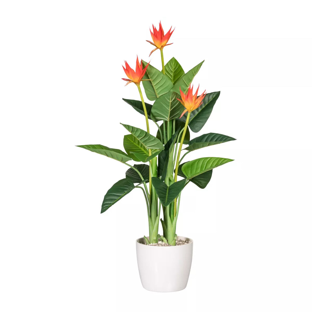 Flourify Guzmania