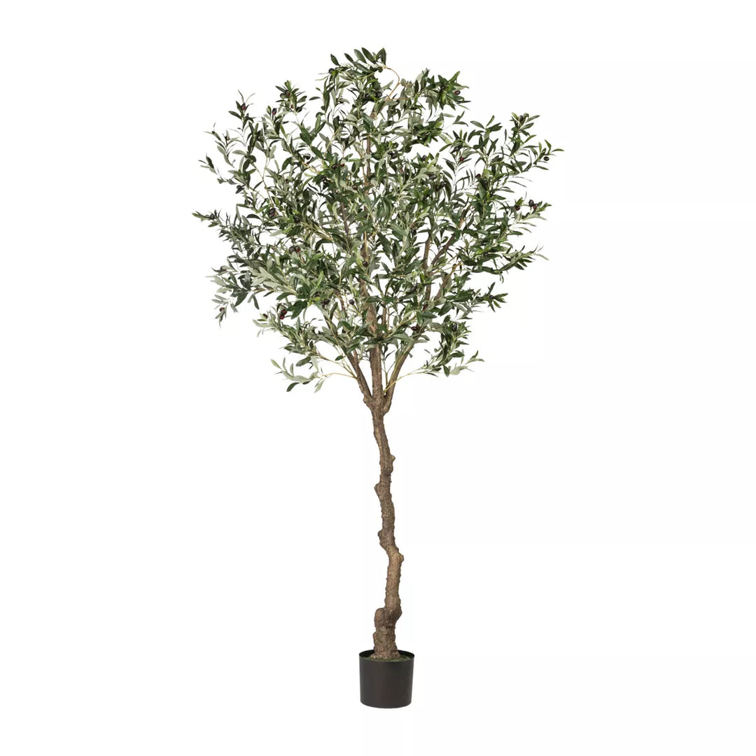 Flourify Olijfboom