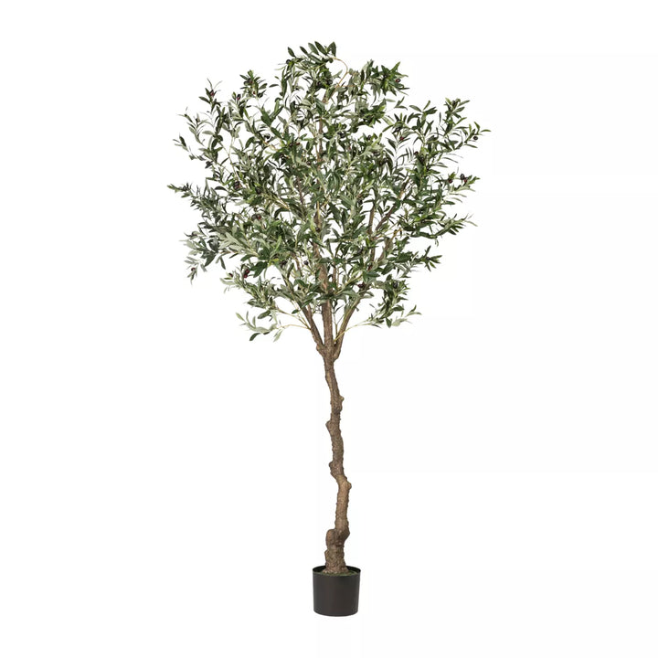 Flourify Olijfboom