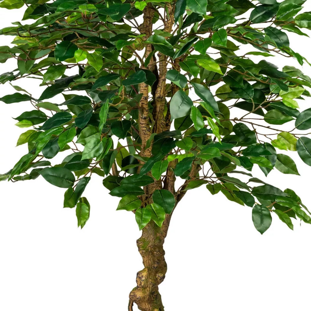 Flourify Ficus Benjamini