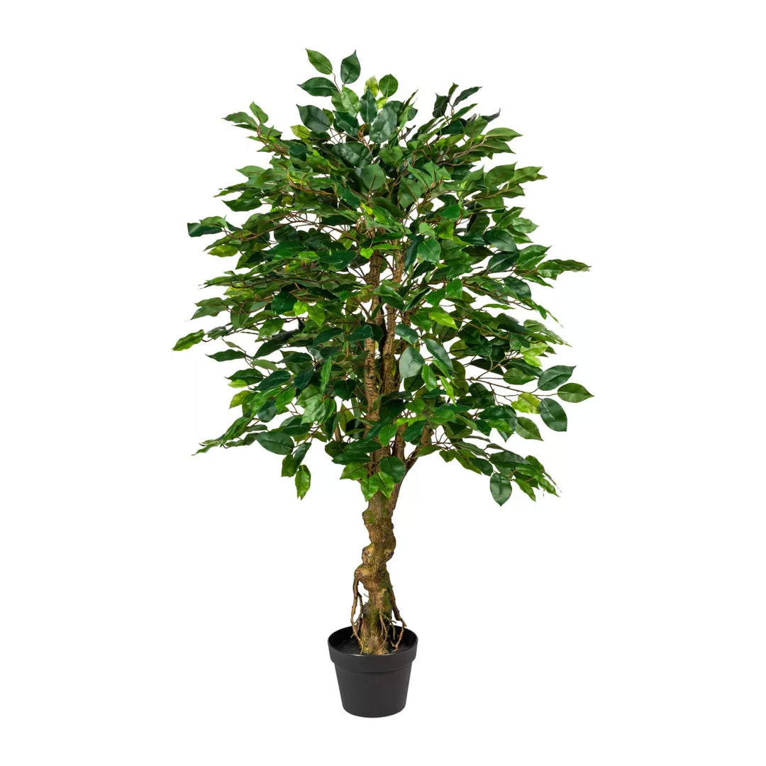 Flourify Ficus Benjamini