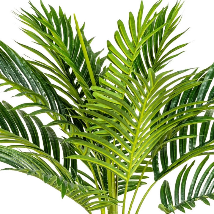 Flourify Kentiapalm
